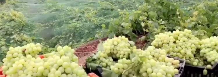 67792663_2102370899873755_498003416476286976_n