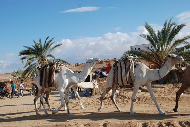 75371751_496050514584308_7816305218420736000_n