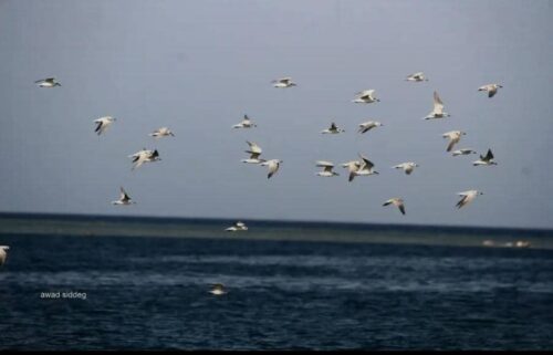 محمية خليج دنقوباب محمية طبيعية في السودان