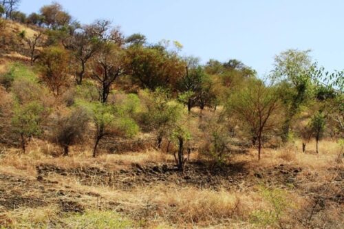 محمية تايا باسندا القلابات