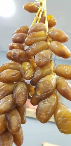 دقلة نور: أيقونة التمور الجزائرية بين الاعتراف العالمي (GI) والريادة في التصدير