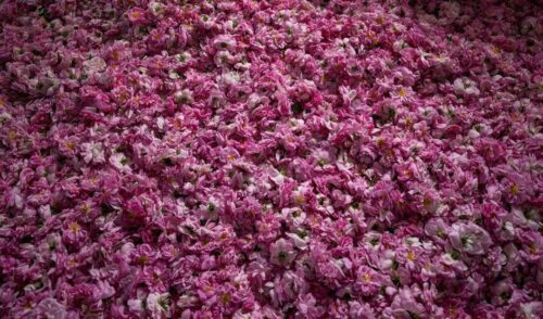 الورد الطائفي.. حكاية إرث وصناعة تمتد لـ100 عام