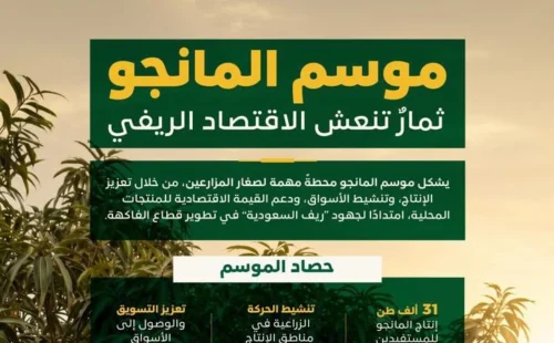 “ريف السعودية”: موسم إنتاج المانجو يُسهم في نمو الحراك الاقتصادي ودعم السياحة الريفية الزراعية